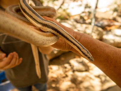 © Gary Peplow - stock.adobe.com