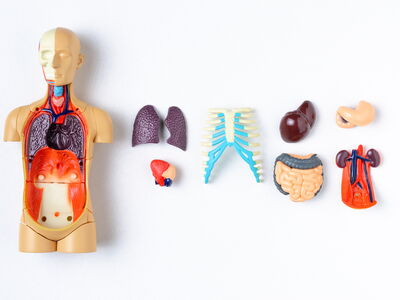 © Lazy_Bear - stock.adobe.com